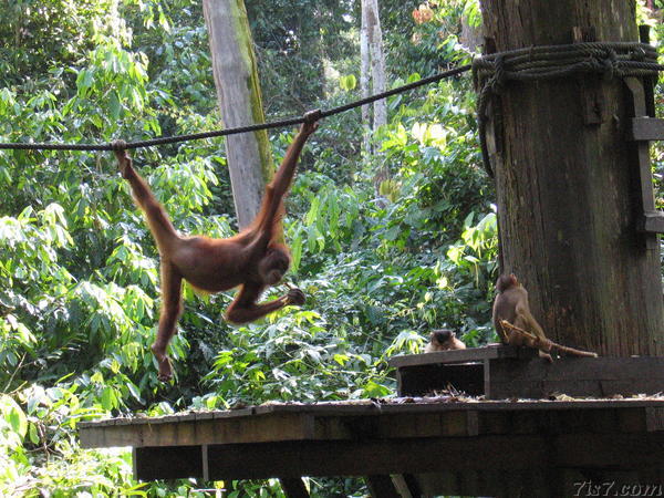 Orang-utan Eating Sugarcane
