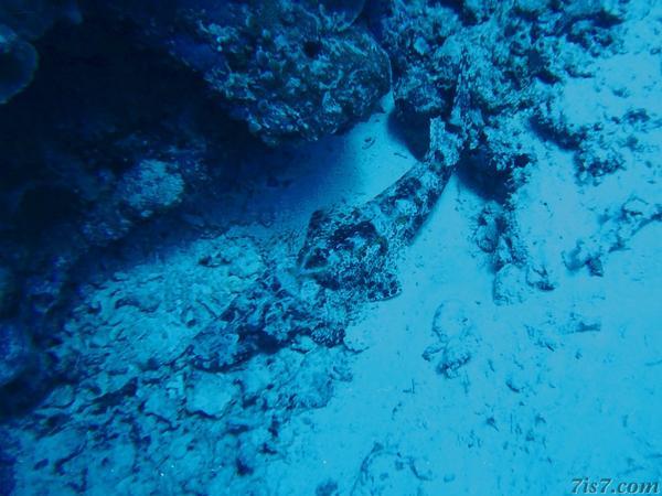 Crocodilefish