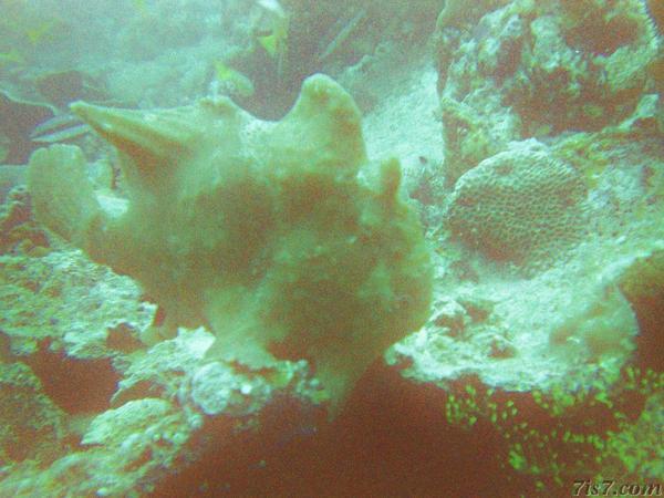 Sipadan Frogfish