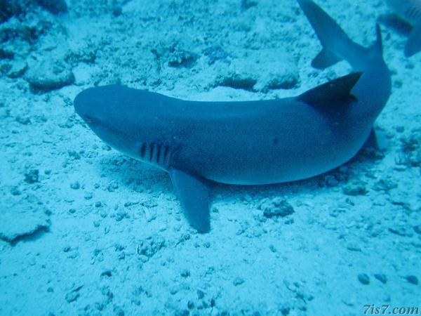 Sipadan Reef Shark