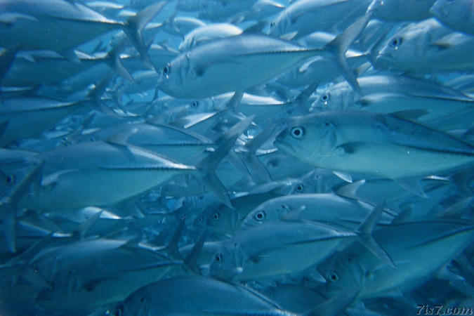 School of Big Eye Trevally