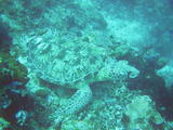 Sipadan Sea Turtle