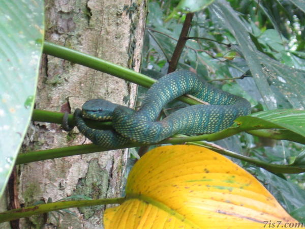 Pit Viper