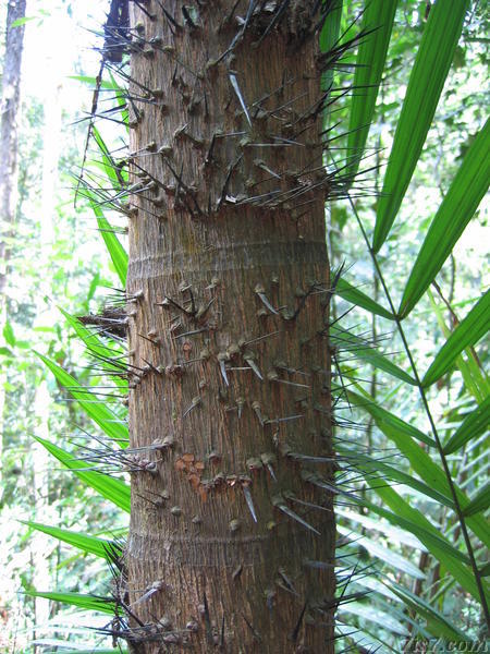 Temburong Thorn Tree