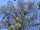Bats in Tree