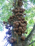 Cannonball Tree
