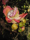 Cannonball Tree Flower