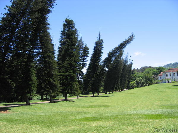 Curvy Trees