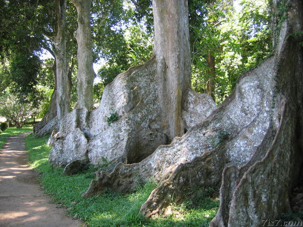 Giant Java Almond Tree Roots