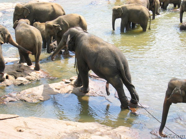 Elephant With Needs