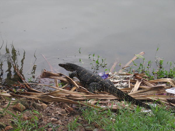 Water Monitor