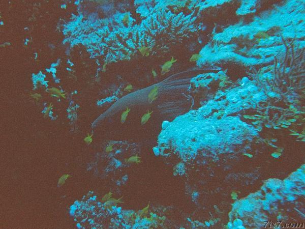 Giant Moray