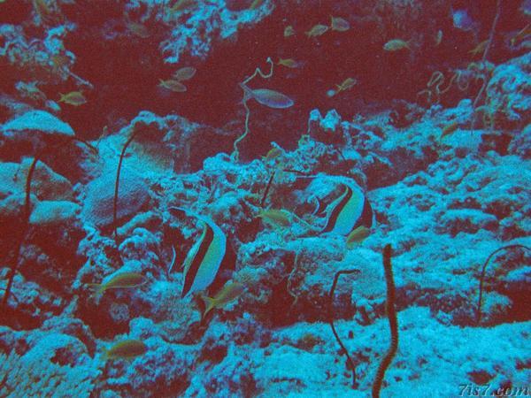 Moorish Idols