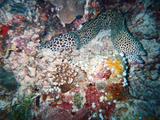 Leopard Moray Eel