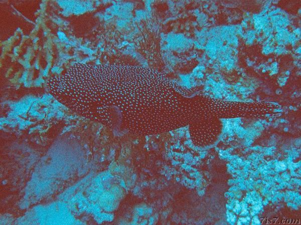 Puffer Fish