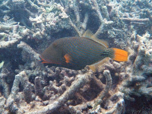 Triggerfish