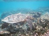 Turtle in Maldives Resort Reef