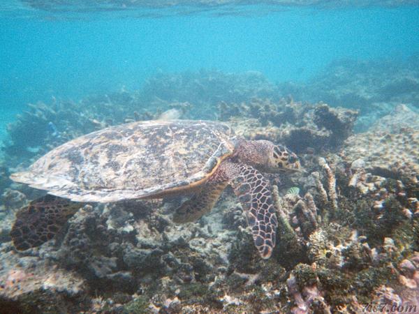 Turtle in Maldives Resort Reef