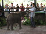 Feeding Baby Elephant