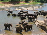 Elephants in River
