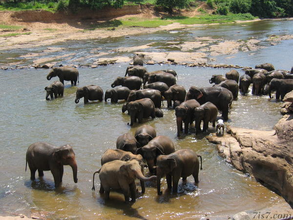 Elephants in River