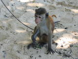 Unawatuna Monkey