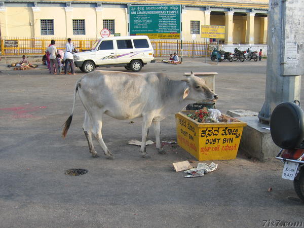 Bull Eating Trash