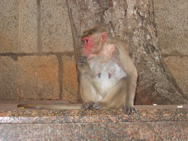 Red Faced Monkey