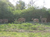 Deer in Bandipur