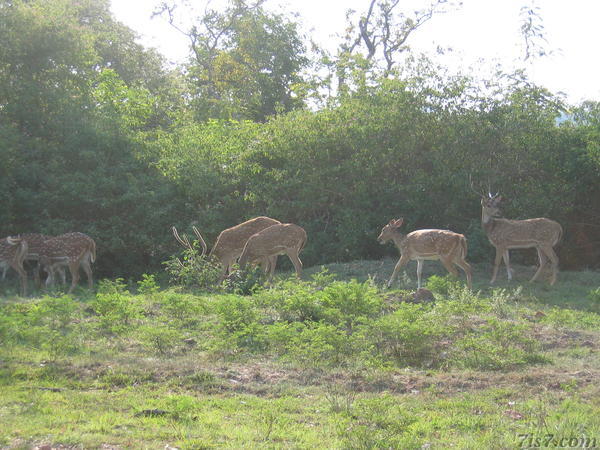 Deer in Bandipur