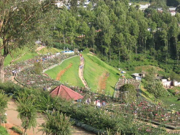 Ooty Rose Garden