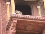 Red Fort Monkeys