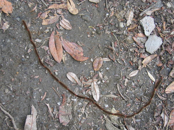 Caterpillar Procession