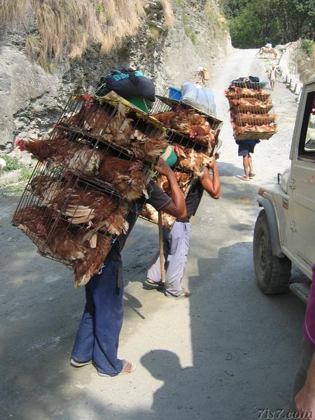 Chicken Carriers