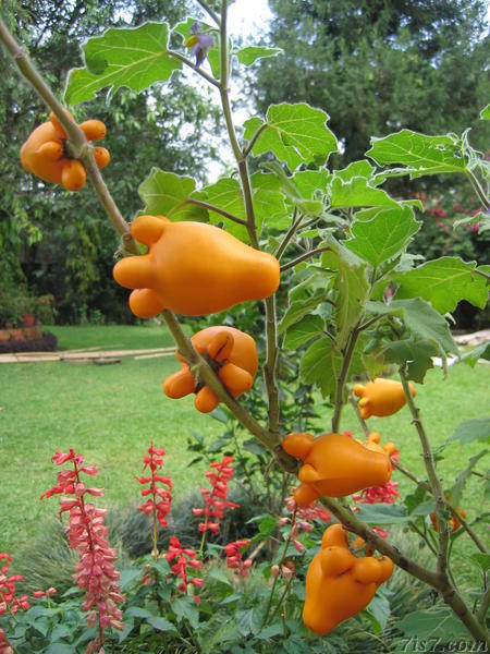 Strange Looking Fruit