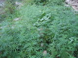 Ganja Along the Trail