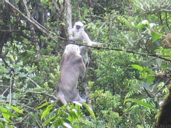 Monkeys Along the Trail