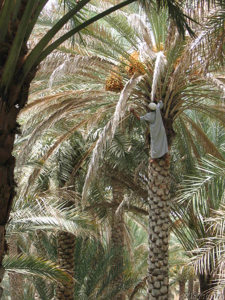 Picking Dates