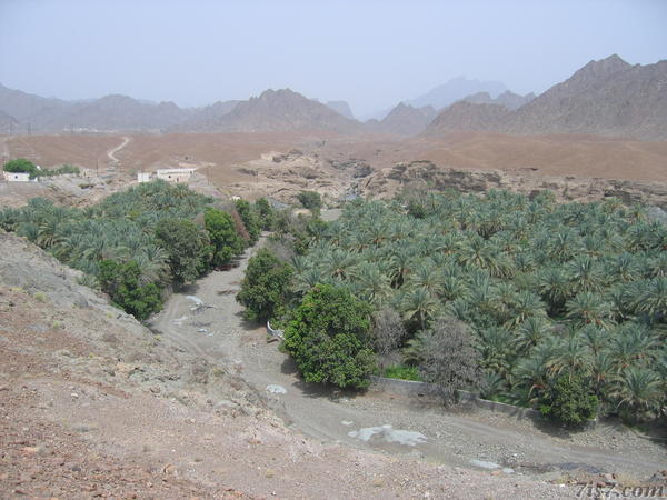 Oasis