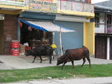 Cows on Street