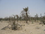 Dead Palm Trees
